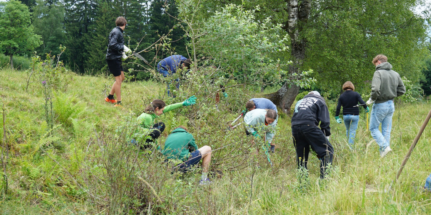 Jugendliche arbeiten in der Natur und beseitegen Sträucher und Pflanzen.